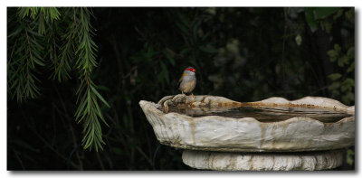 Red-browed Finch 