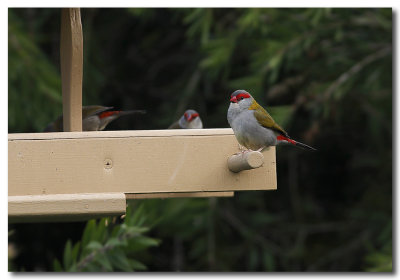 Red- browed Finch 