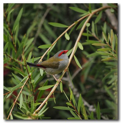 Red - browed Finch - Series - 3 Images