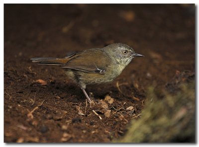 Buff - rumped Thornbill - Series 3 Images