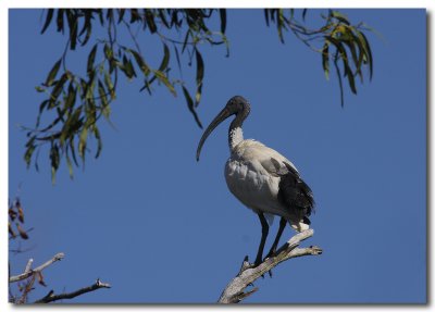 Australian White Ibis - Series 3 -  images