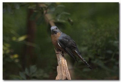 Fantail Cuckoo