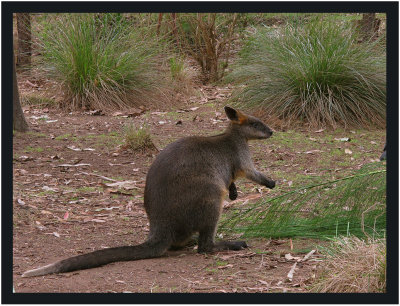 Swamp Wallaby