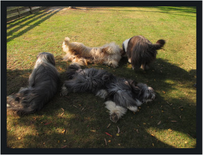 Relaxing - Clancy, Thumper, Hamish and Gemma
