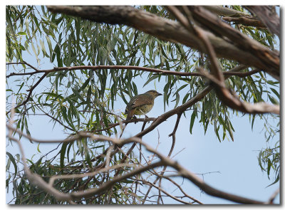 Bower bird