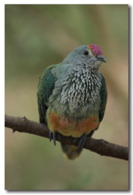 Red - Crowned Fruit Dove