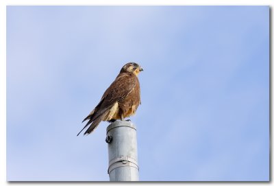 Brown Falcon