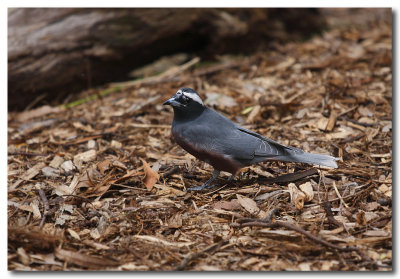 White - browed Woodswallow