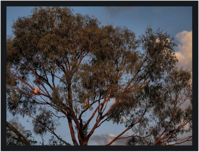 Little Correllas aglow in the setting sun