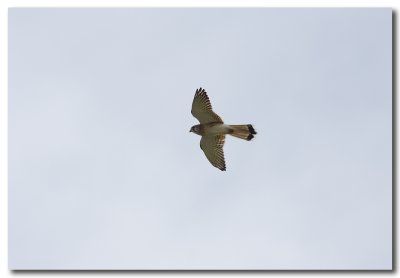 Nankeen Kestrel in flight