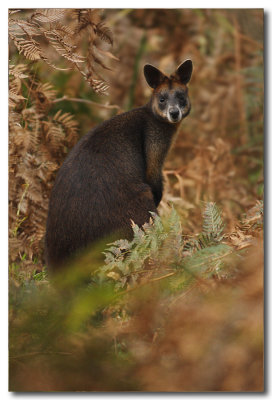 Swamp Wallaby 