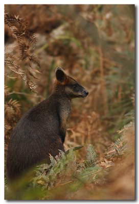 Swamp Wallaby - Series 