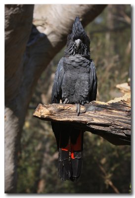 Red - tailed, Black Cockatoo 