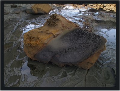 Unique patterned rock fallen from cliff face