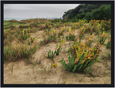 Foreshore  Flora