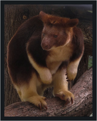 Tree Kangaroo