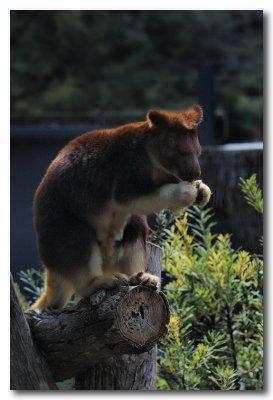 Tree Kangaroo