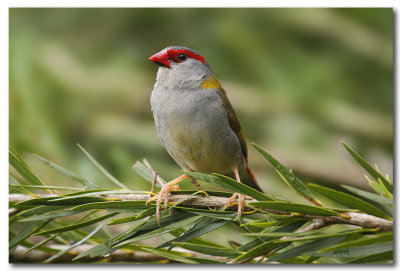 Red -  browed Finch 