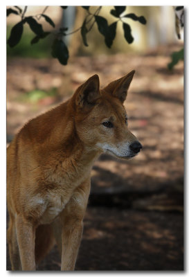 Australian Dingo 