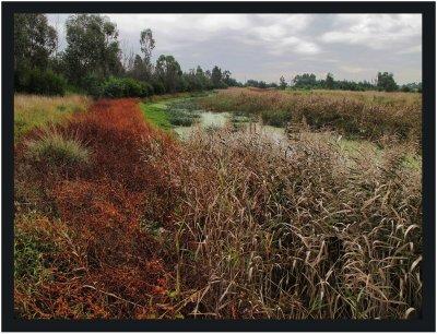 Yarra Flats Billabong Reserve