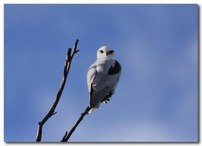 Black-shouldered Kite