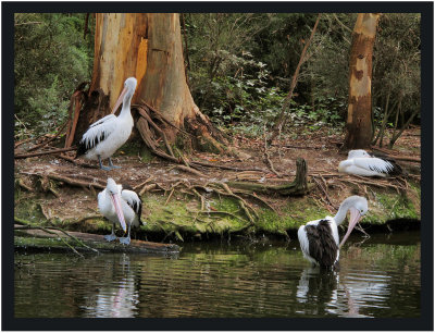 Pelicans