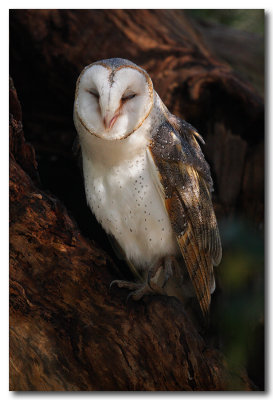 Barn Owl  - sleepy