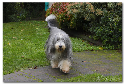 Clancy - 13 years