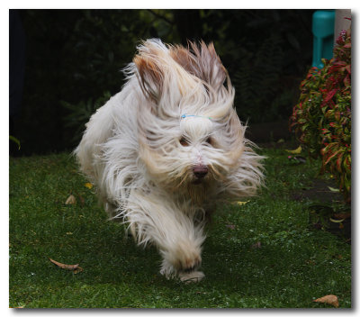 Thumper in action