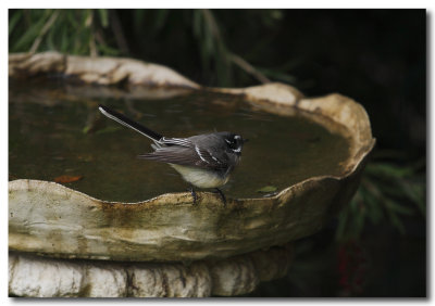 Grey Fantails