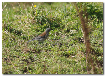 Grey Shrike Thrush 