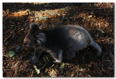 Koala - male 