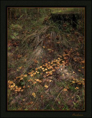 A trail of Fungi