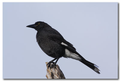 Pied Currawong 