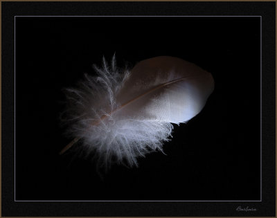 Macro feather