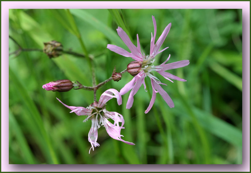 koekoeksbloem Laedal Tremelo