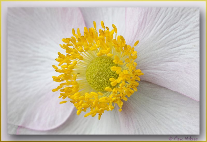 Anemoon (Anemone) close-up