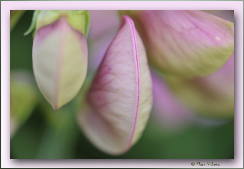 reukerwtjes Lathyrus odoratus 