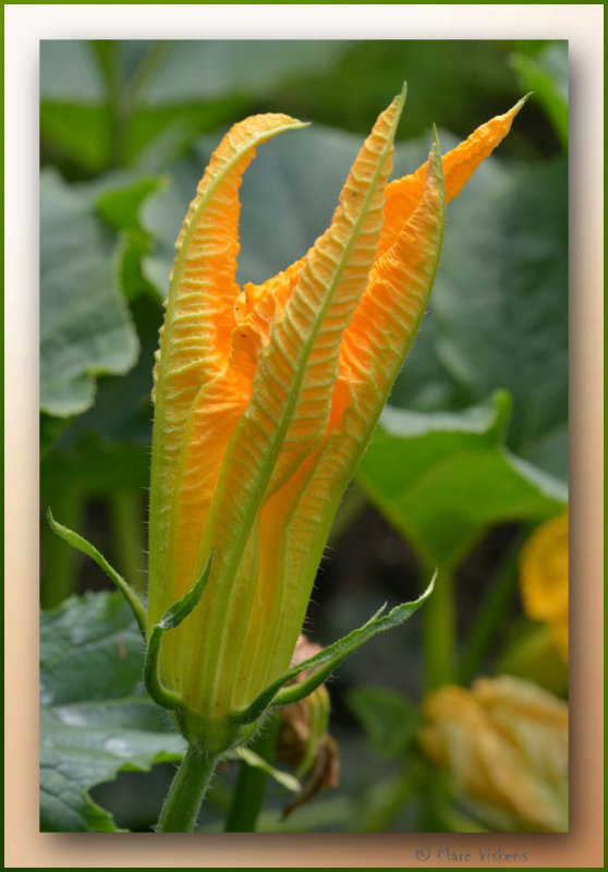 courgette