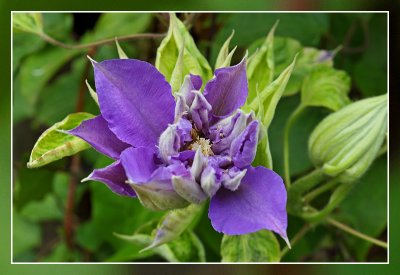 Clematis