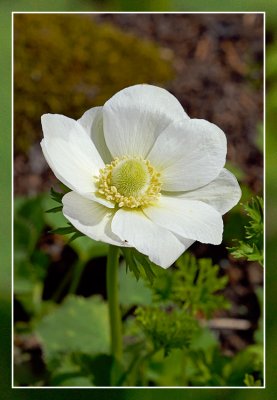 Anemoon  (Anemone)