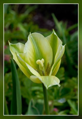 tulp (tulipa)