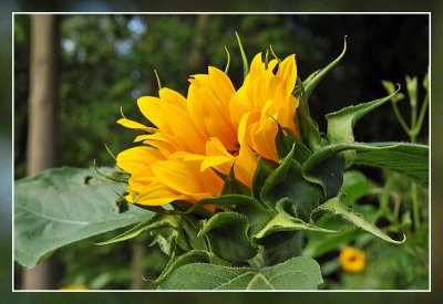 zonnebloem sunflower tournesol