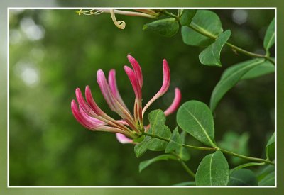 lonicera caprifolium