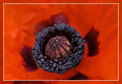 klaproos poppy  coquelicot