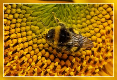 Hommels en Bijen / Bumblebees and Bees