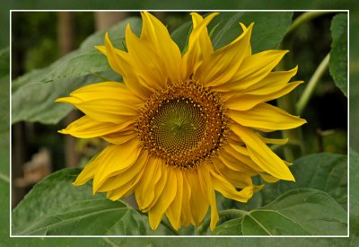 zonnebloem sunflower tournesol