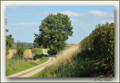 Borgloon