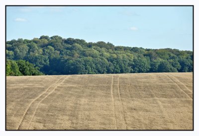 haverveld - grain field (oats) - champs d'avoine