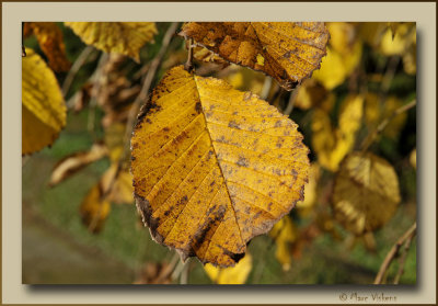 Fall Herfst Automne
